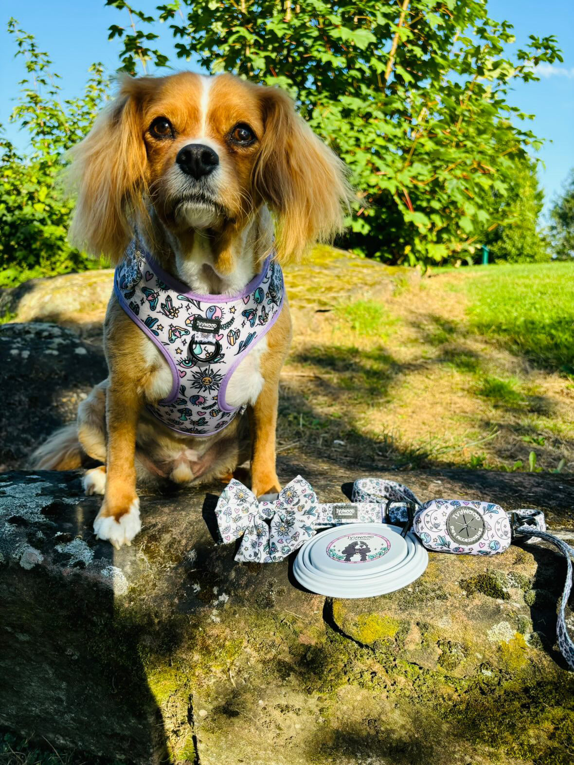 Pawcerers Apprentice- Adjustable Harness
