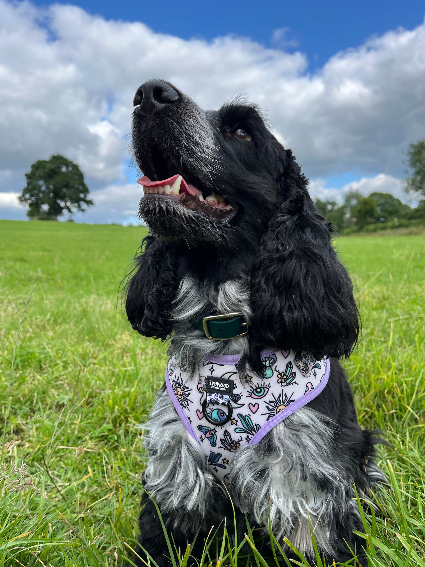 Pawcerers Apprentice- Adjustable Harness