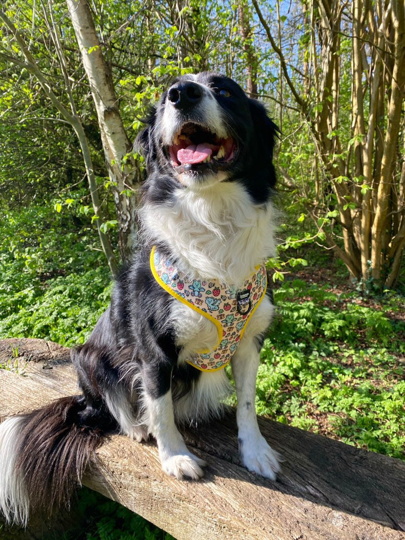 Adjustable Harness- Dragonberry Dream