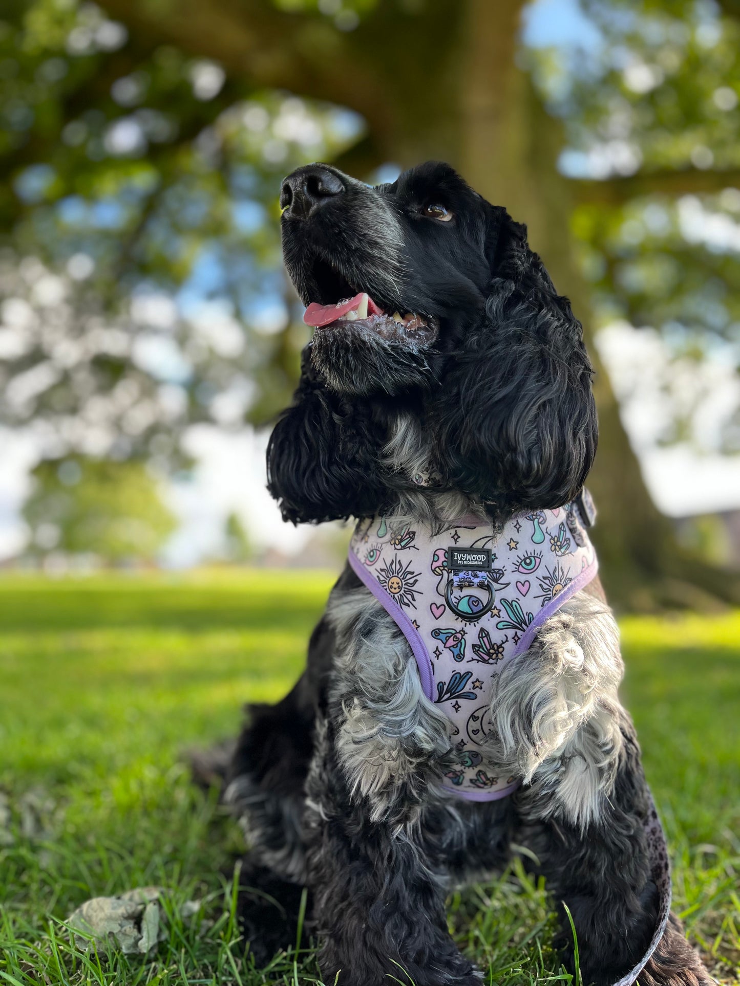 Pawcerers Apprentice- Adjustable Harness