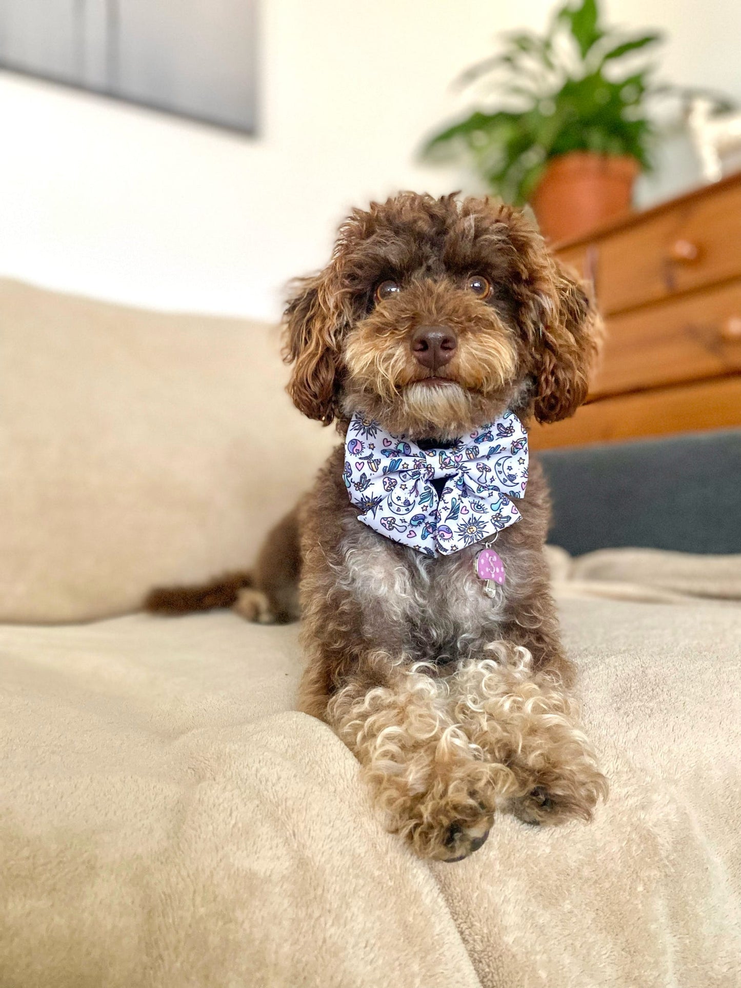 Pawcerers Apprentice- Sailor Bow