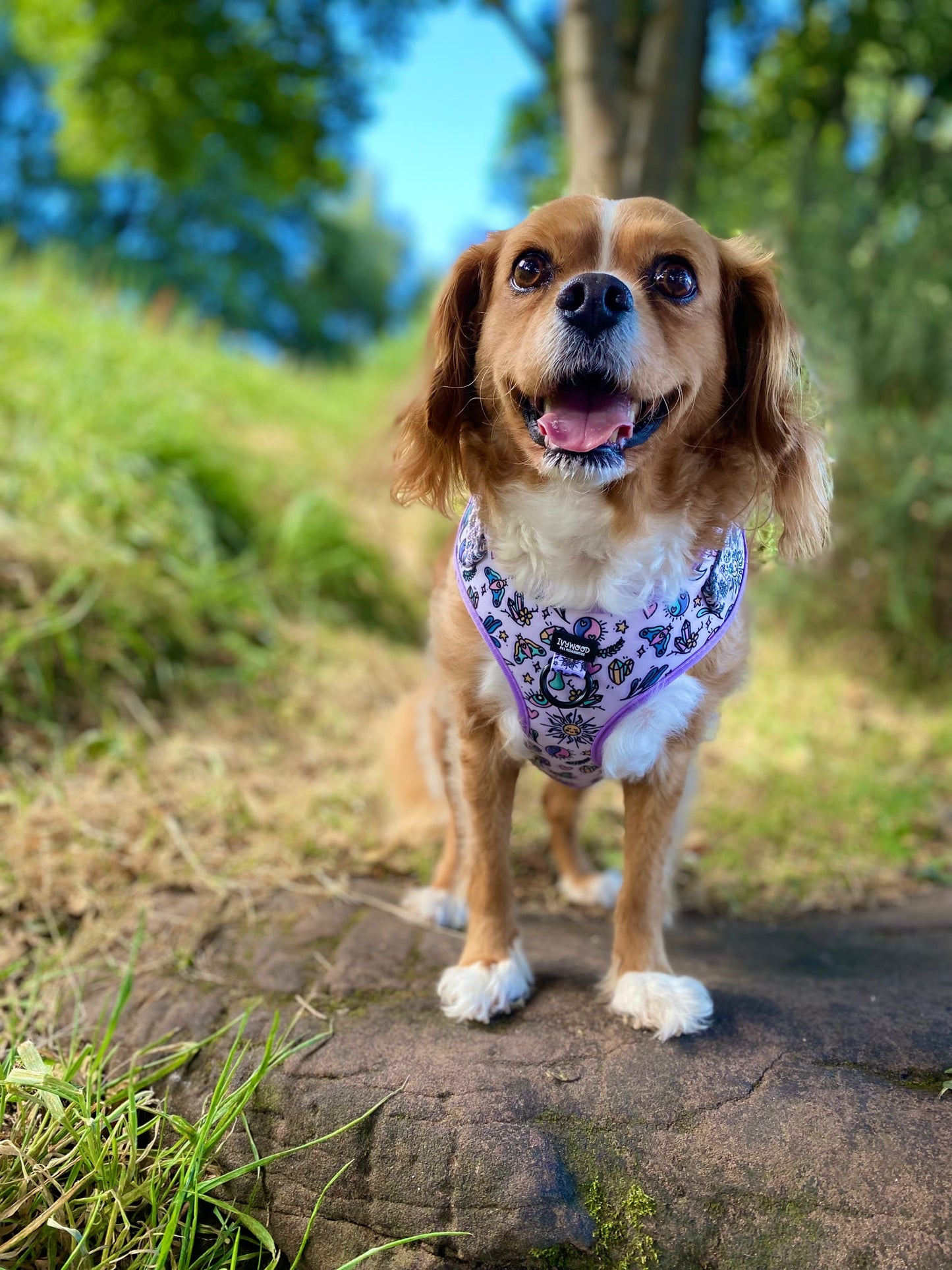 Pawcerers Apprentice- Adjustable Harness