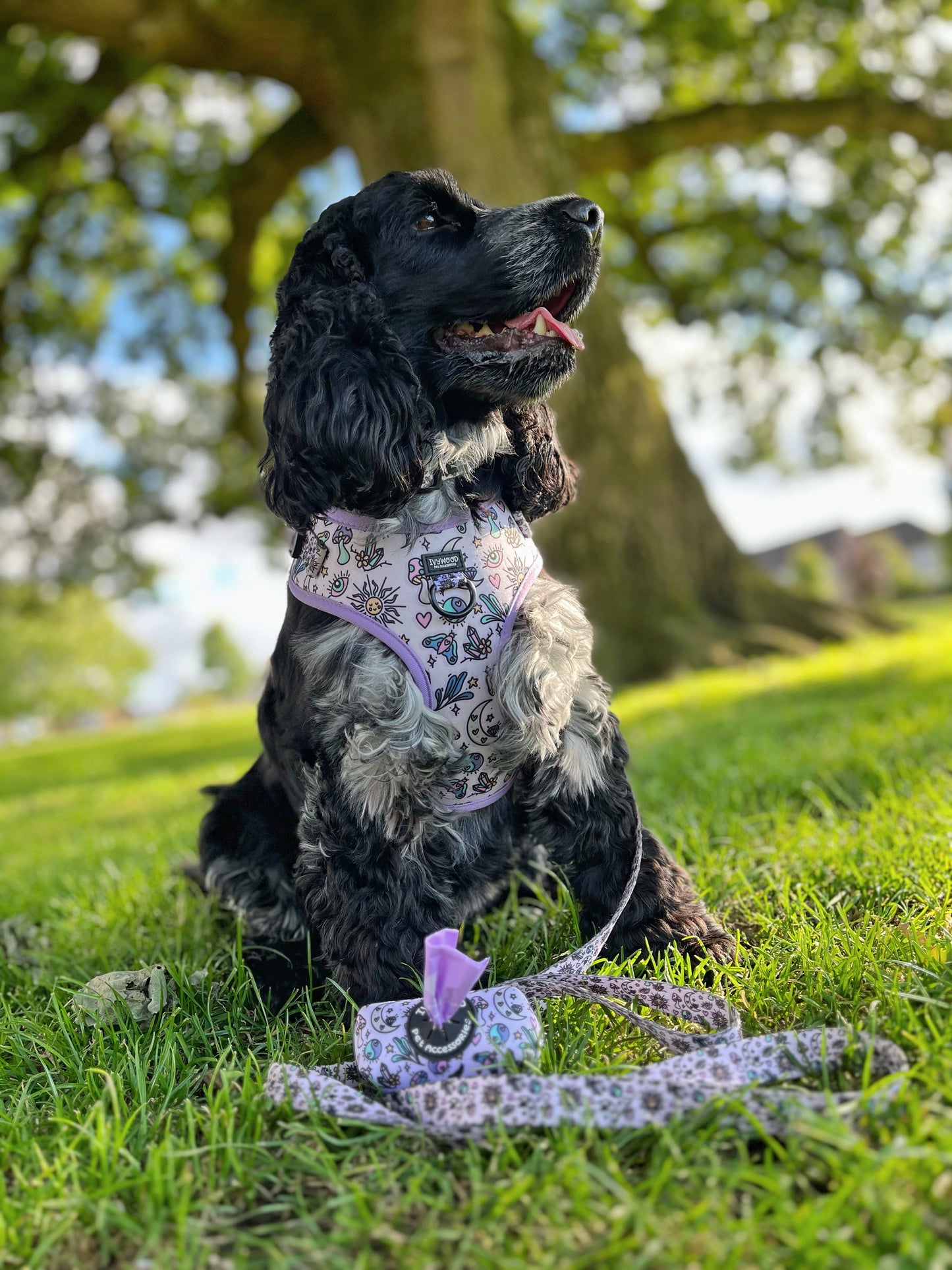Pawcerers Apprentice- Adjustable Harness