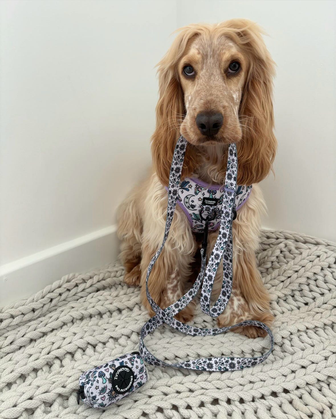 Pawcerers Apprentice- Adjustable Harness