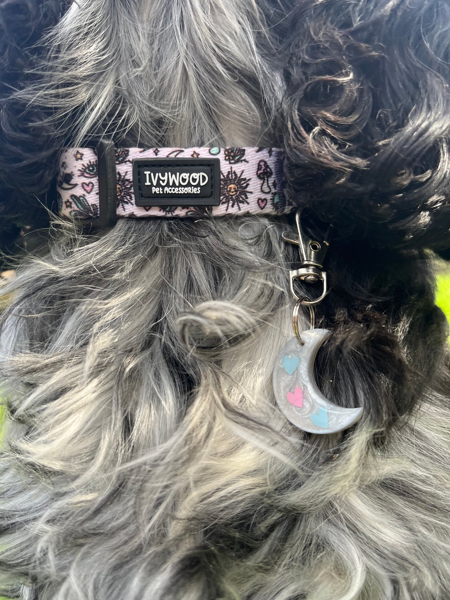 Pawcerers Apprentice- Collar