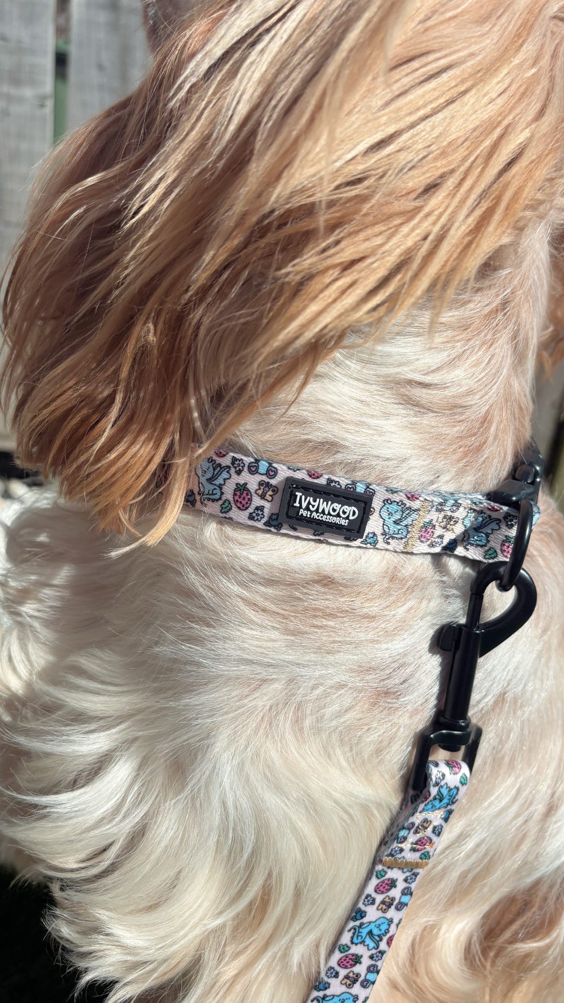 Collar- Dragonberry Dream