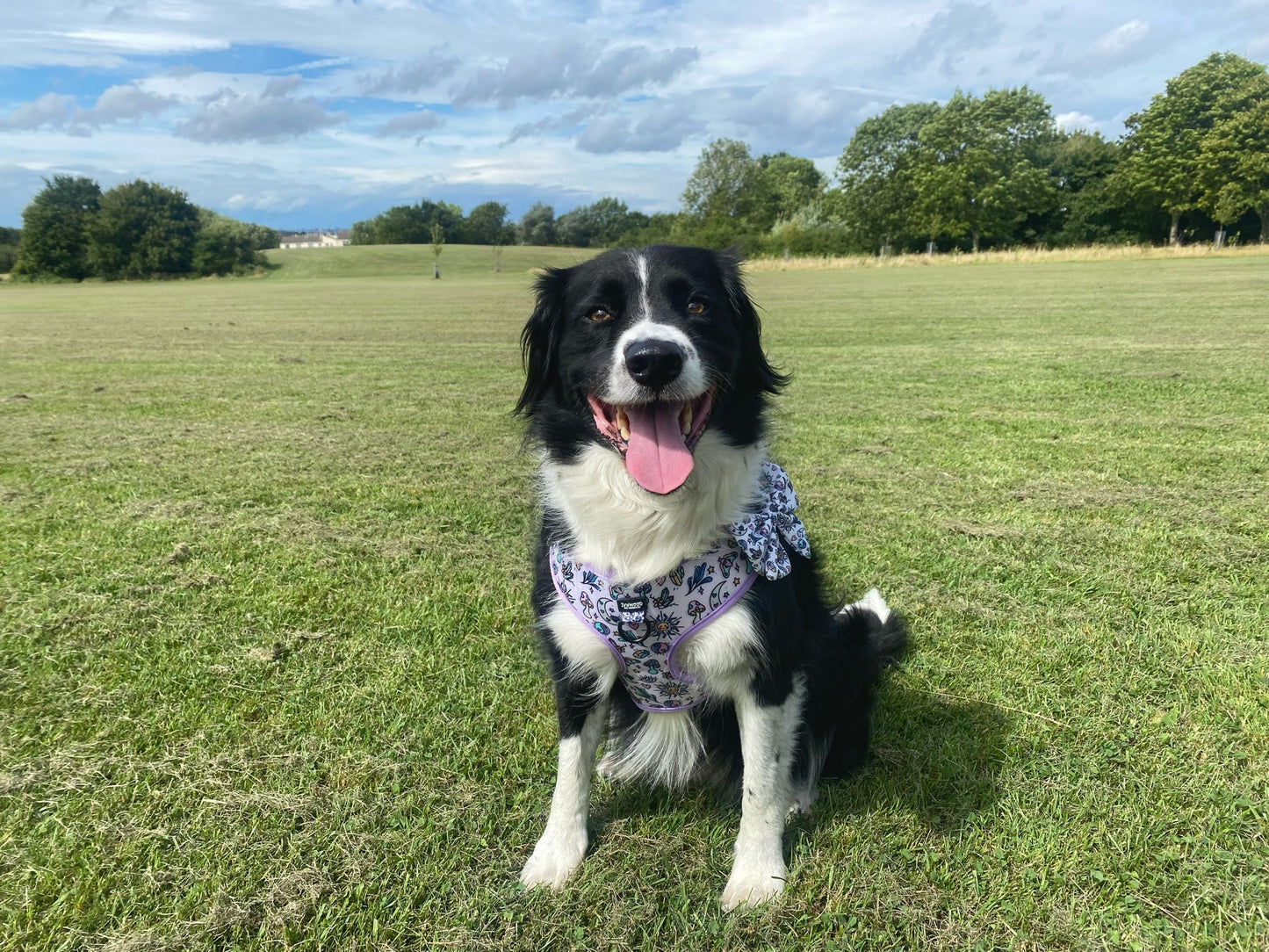 Pawcerers Apprentice- Adjustable Harness