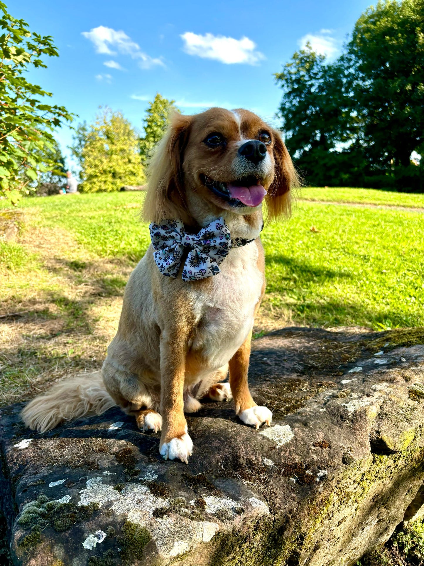 Pawcerers Apprentice- Sailor Bow