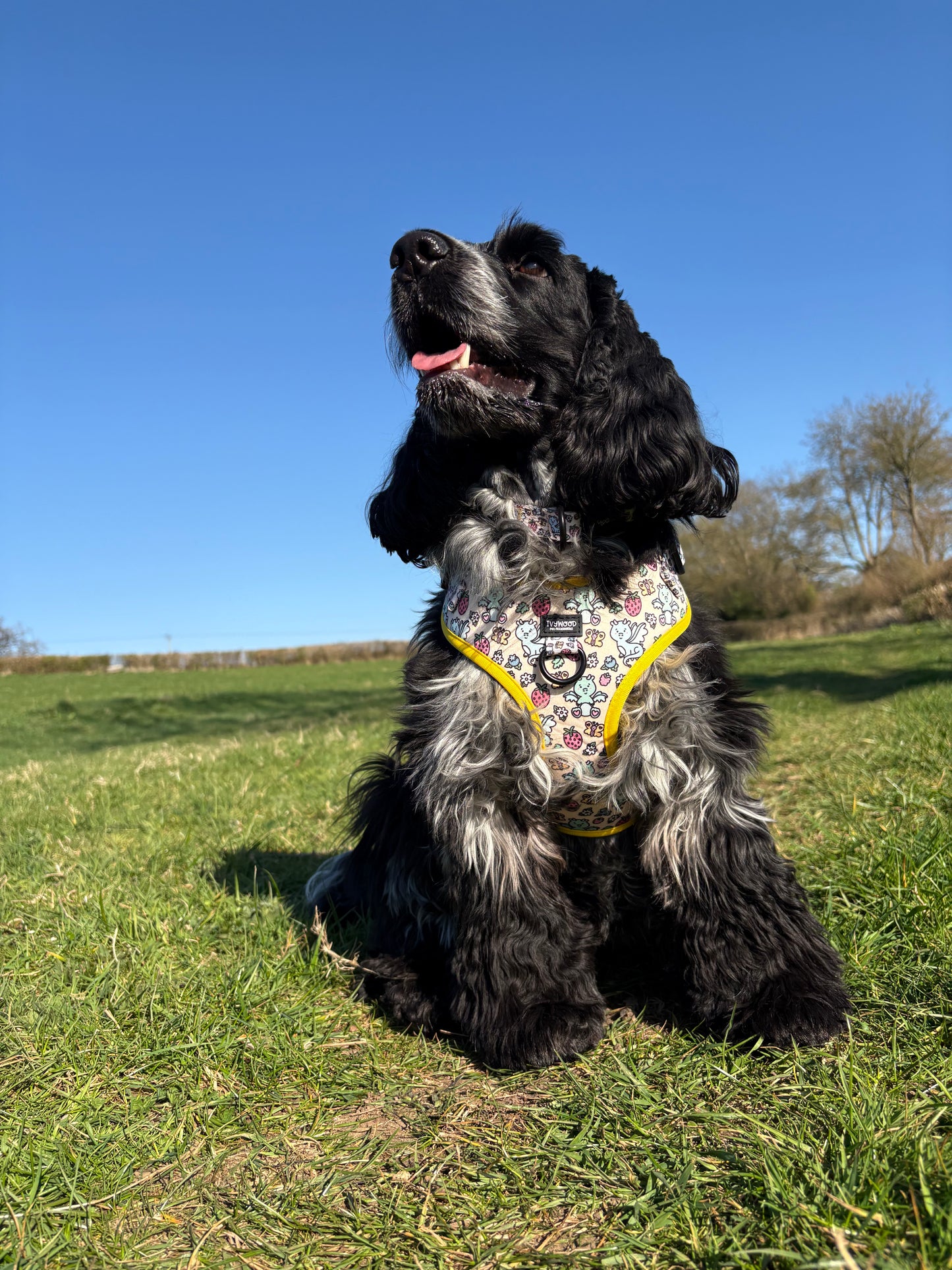 Adjustable Harness- Dragonberry Dream
