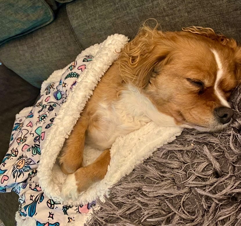 Sherpa Blanket- Pawcerers Apprentice