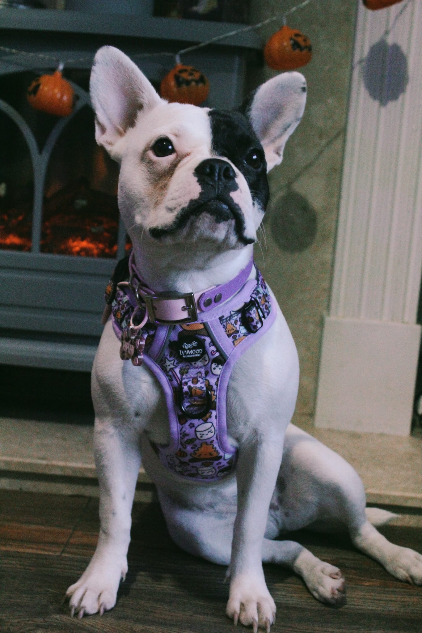 IvyTrek Harness- Fireside Harvest